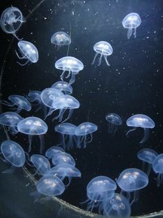 there are many jellyfish in the water