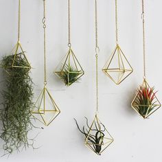 several air plants hanging from gold chains on a white wall