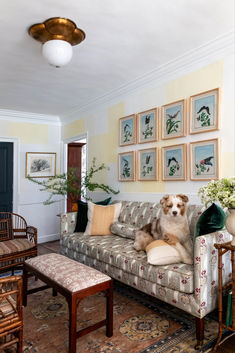 a dog sitting on top of a couch in a living room