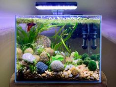 an aquarium filled with rocks and plants on top of a wooden table next to a light