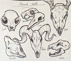 an animal skull diagram is shown in black and white, with several different types of skulls