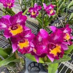 purple and yellow flowers are in small pots