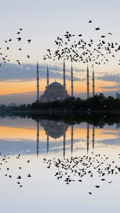 birds flying over the water at sunset with a mosque in the background