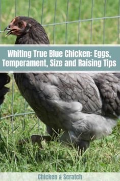 a chicken standing next to a fence with the words, writing true blue chicken eggs, temperature