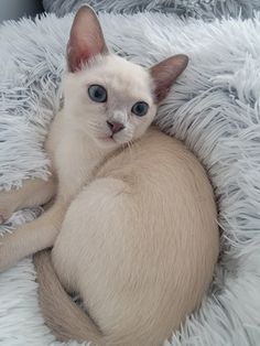 a white cat with blue eyes laying on a fluffy blanket