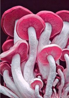 several pink and white mushrooms growing out of the ground