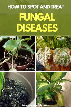 how to spot and treat fungusal diseases in houseplants, including plants