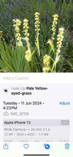 an iphone screen with the caption'look up pale yellow - eyed grass '