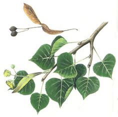 a drawing of a branch with leaves on it and a seed attached to the branch