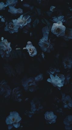 some blue flowers are in the dark