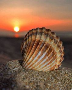 a sea shell sitting on top of a sandy beach