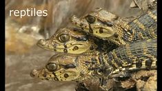 three alligators are sitting on top of each other in front of some rocks and water