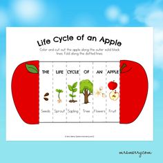 an apple life cycle worksheet for kids to learn how to read the words