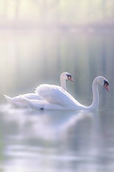 two white swans swimming in the water