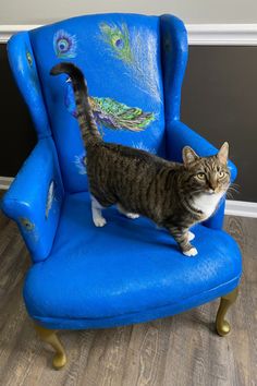 a cat standing on top of a blue chair