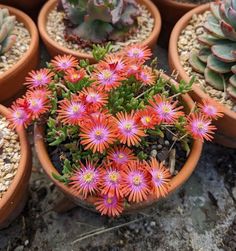 several potted plants with pink flowers in them on the ground next to rocks and gravel