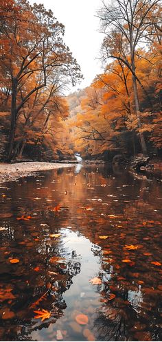 a river surrounded by lots of trees with leaves on the ground and in the water