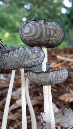 some very pretty looking mushrooms in the woods