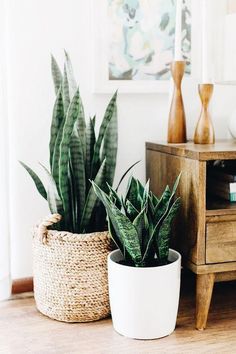 two potted plants sitting on top of a wooden table next to a dresser and lamp