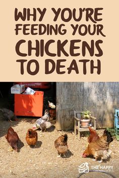 Chicken Feed Diy, Farming Aesthetic, Farm Life Aesthetic, Backyard Chickens Diy, Organic Chicken Feed, Aesthetic Chicken, Aesthetic Farm, Chicken Coop Ideas, Chicken Aesthetic