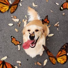 a dog sitting on the ground with butterflies around him and looking up at his owner