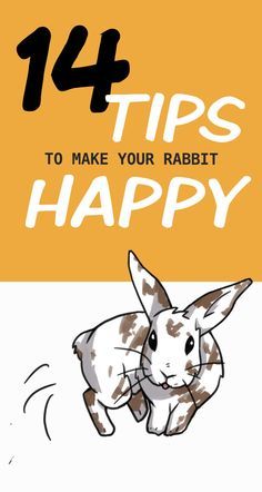 Rabbit Showing, Rabbit Things, Diy Bunny Toys, Bunny Things, Rabbit Facts, Rabbit Behavior, Rabbit Stuff, Rabbit Enclosure