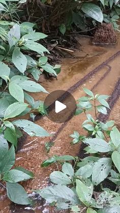 an image of a stream in the middle of some plants and dirt with water coming from it