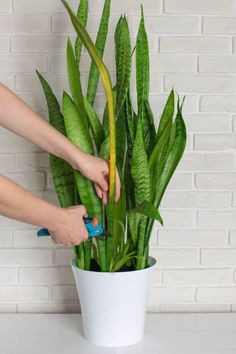 a person is holding a plant in a white pot with green leaves on the top