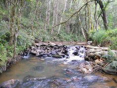 a small stream running through a forest filled with lots of rocks and trees on the side