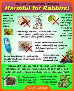 a poster with information about the benefits of rabbits and other animals in their diets