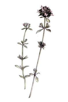 two purple flowers are shown against a white background