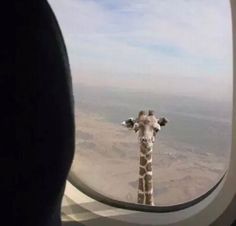 a giraffe looking out an airplane window