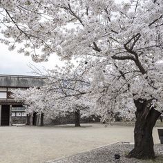 a large tree with white flowers in front of a building and benches on the ground