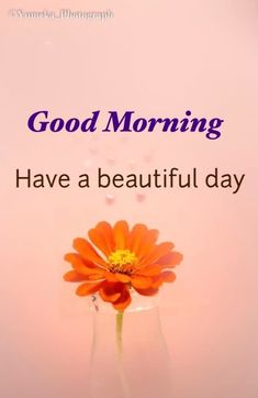 an orange flower sitting in a vase with the words good morning have a beautiful day