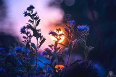 the sun is setting behind some wildflowers