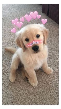 a puppy with pink hearts on its nose