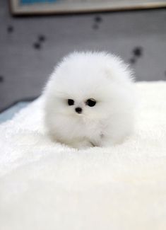 a small white dog sitting on top of a bed