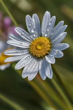 a close up of a flower with water droplets on it