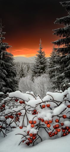 the sun is setting over some trees covered in snow and berries are still on the branches