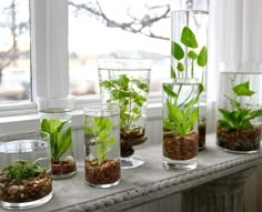 there are many plants in glass vases on the window sill with rocks and gravel