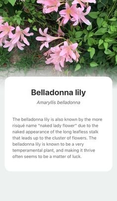 a pink flower is in front of some green leaves and the text below it reads, belladonna lily