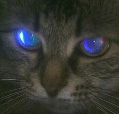 a close up of a cat with blue eyes and glowing lights on it's face