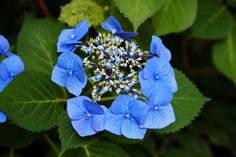 blue flowers with green leaves in the background