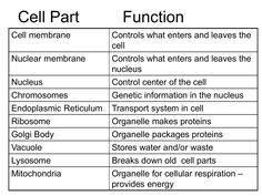 cell parts and functions worksheet with pictures for cell part structure diagram printable