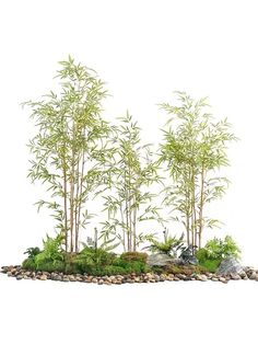 an arrangement of plants and rocks in the shape of a rock garden with bamboo trees