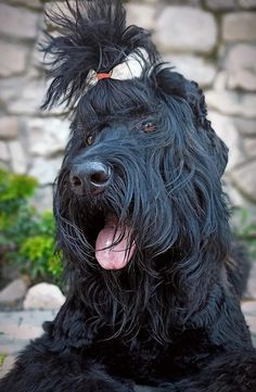 a black shaggy dog sitting in front of a stone wall with his tongue hanging out