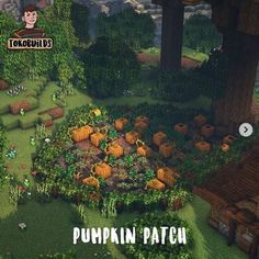 an image of a pumpkin patch in the middle of trees and bushes with text overlay that reads pumpkin patch