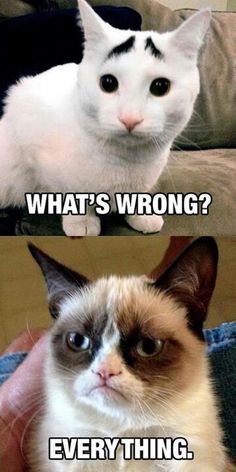 Grumpy Cat Meme, Grumpy Cat Quotes, Cat Humor, Cat Jokes, Grumpy Cat Humor, Image Chat, Funny Animal Quotes, Funny Animal Jokes, Cat Quotes