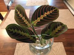 Prayer plant has large, patterned leaves with hues of red, green,and cream. Leaves  lift up and fold together each evening as though praying and open again the next morning. How To Propagate Prayer Plant, Green Coquette, Coquette Bedroom, Propagate Plants, Toxic Plants For Cats, Plant Care Guide, Patio Plans