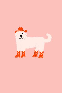 a white dog with red boots and a hat on it's head is standing in front of a pink background